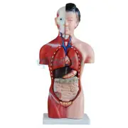 Human 42cm Female Torso Anatomical Model Skeleton Medical Anatomy 15 Part