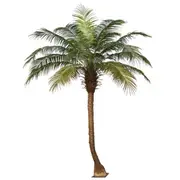 [Florabelle Living] 280Cm Phoenix Palm Tree
