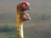 wooden walking stick hand carved two head bird wooden walking cane
