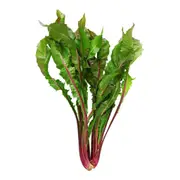 Chicory - Italiko Rosso (Red Dandelion) seeds