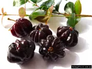 Buy Brazilian Cherry Black Fruit Tree - Eugenia uniflora