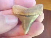 (s1017) 1-9/16" ANGUSTIDENS Collector Deformed SHARK TOOTH fossil specimen