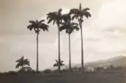Savannah Palms Trinidad And Tobago 1931 OLD PHOTO