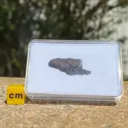 Canyon diablo iron meteorite - genuine space rock