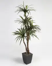 D&W Silks 6Ft Dracaena Tree in Square Metal Planter