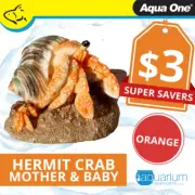 Aqua One Hermit Crab Mother & Baby Orange Ornament 8.1x6.7x5.8cm (37180OR)