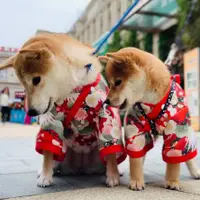 在飛比找蝦皮購物優惠-日本和服 仙鶴 秋冬 柯基 泰迪 柴犬 小型犬 變裝 寵物變