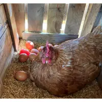 在飛比找蝦皮購物優惠-開鑫小農自產自銷 自然放牧天然食品配料飼養紅殼雞蛋