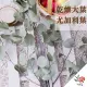 【極度花燥】乾燥大葉尤加利葉(葉材)