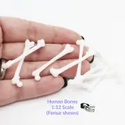 Human Bones - 1:12 Scale Femur bone replica model diorama dollhouse (10 bones)