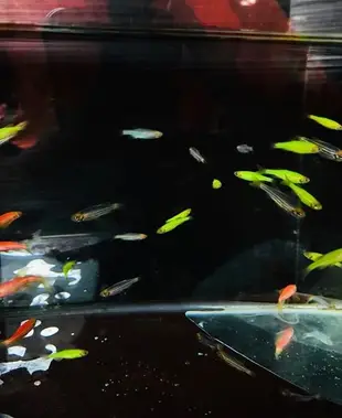 【彩蝦屋】 螢光斑馬魚專用飼料  藍仙子 綠仙子 新手好飼養 水草缸 觀賞魚 龍魚專用活餌