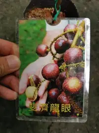 在飛比找Yahoo!奇摩拍賣優惠-╭＊田尾玫瑰園＊╯庭園用樹-(斐濟龍眼)-1尺700元