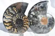 Large Black Ammonite PAIR Deep Crystals 110myo FOSSIL XXL 150mm 5.8" 9349cc