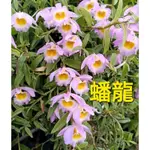 [超特價9]🌹蟠龍石斛蘭苗🌹4月開花