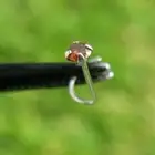 2.18mm 14k WHITE GOLD REAL RED DIAMOND NOSE SCREW, w/CERTIFICATE OF AUTHENTICITY