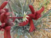Buy Kangaroo Paw Big Red Plants - Anigozanthos rufus