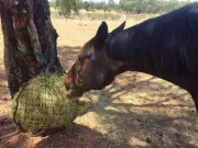 40mm Squares - Classic Knotted - XS Slow Feeding Hay Net