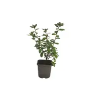 140mm Azalea Encore - Rhododendron hybrid