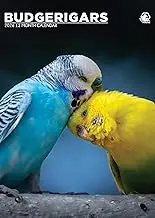 Budgerigars Calendar 2026