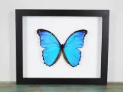 Blue Morpho Butterfly in a Frame