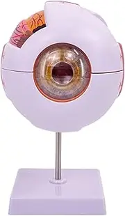6X Enlarged Eye Model Magnified 7-Part Eyeball Anatomy Model Realistic Human Anatomy Detachable Fake Eyeball with Stand for Science Classroom Study Display Teaching