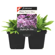 4 Cell Phlox Popstar Blue - Phlox hybrid