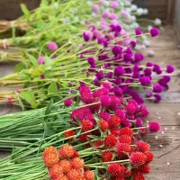 在飛比找蝦皮購物優惠-🌱千日紅種子四季百日紅花朵花矮生花卉耐寒種子室外秋播庭院盆栽