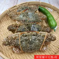 在飛比找蝦皮購物優惠-【海鮮7-11】斯里蘭卡花蟹(母)  5隻裝   *可清蒸或