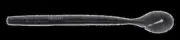 Yamamoto 7” Speed SENKO South Africa Special (7 Pack)