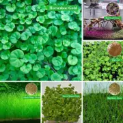 10 Grams Aquarium Aquatic Seed Water Grass Aquarium Plant Seed Decor Garden%