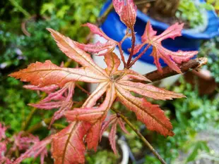 特殊少見漂亮的日本紅楓樹名字叫做天城時雨，老粗頭，造型相當漂亮葉子很特別陽光充足條件下長年葉子大部分都紅色葉脈很明顯免運