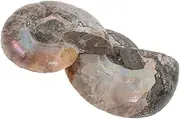 FELTECHELECTR Conch Mineral Specimen Ornament Ammonite Specimen Shell for Feng Shui Natural Polished Ammonite Necklace