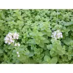 100% 甜馬鬱蘭 墨角蘭 純精油 SWEET MARJORAM PURE ESSENTIAL OIL