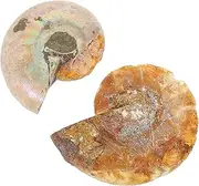 TIDTALEO 2pcs Ammonite Mark Paleontology Fossilized Specimen Ornaments Link Adults Decorations Teaching Tool Table Adornment Desktop Ornament Simulation Model Sample Model Decor