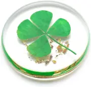 Real Four Leaf Clover, Authentic 4 Leaf Clover Good Luck Charm 1.25, Ideal for G