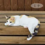 《齊洛瓦鄉村風雜貨》日本ZAKKA雜貨 貓咪系列 擺飾 動物模型 趴著貓咪 伸腳貓咪 店家佈置