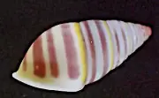 522. Collection Land Snail Shell Amphidromus sp 17mm. Vietnam Central