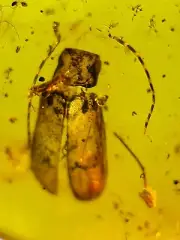 Fossil amber Insect burmite Burmese Cretaceous Pretty Beetle Shell Insect Myanma