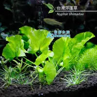 在飛比找蝦皮購物優惠-【AC草影】台灣萍蓬草【一株】睡蓮 耐熱 不需要CO2 主景