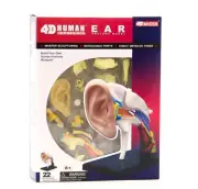 4D Human Ear Anatomy Model Skeleton Aid Puzzle Assembling Toy Medical Teaching