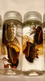 Great Southern Brood, Brood XIX (19) Specimens M/F 2024 Cicadas MATING PAIRS