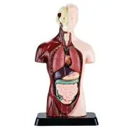 6 Parts PVC Anatomical Human Torso Model Skeleton Model Medical Teaching Anatomy