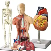 3D Human Heart, Torso & Skeleton Anatomy Models with Expert Guide for Students