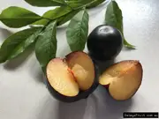 Buy Pluot Plum - Black Adder Fruit Trees (Prunus salicina x armeniaca)