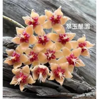 在飛比找蝦皮購物優惠-毬蘭 黃青銅 Hoya flagellata gold 續花