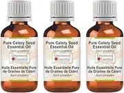 Greenwood Essential Pure Celery Seed Essential Oil (Apium graveolens) 100% Natural Therapeutic Grade Steam Distilled for Personal Care (Pack of Three) 100ml X 3 (10oz)