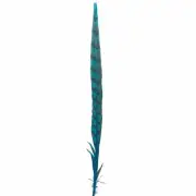 30" to 32" Reeves Pheasant Tail Feather - Turquoise ((SECONDS))