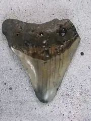 95% complete fossil megalodon shark tooth