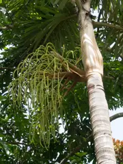 Buy Black Palm Trees - Normanbya normanbyi