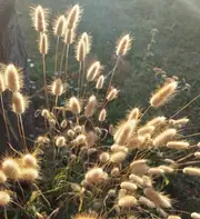 Lagurus Ovatus - Hare's Tail or Bunnys Tails *Ornamental Grass* seeds